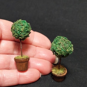 Miniature topiary (buxus)  scale 1:12