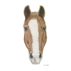 Horse Colored Pencil Drawing