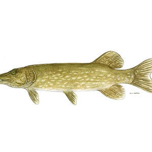 Northern Pike Watercolor