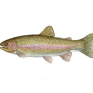 Rainbow Trout Watercolor