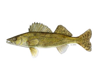 Walleye Aquarel