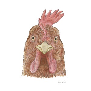 Huhn Buntstift Zeichnung