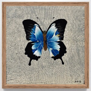 Ulysses Blauer Schmetterling - Papilio ulysses joesa