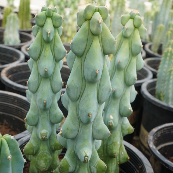 RARE suculentas Myrtillocactus Geometrizans Boob Cactus