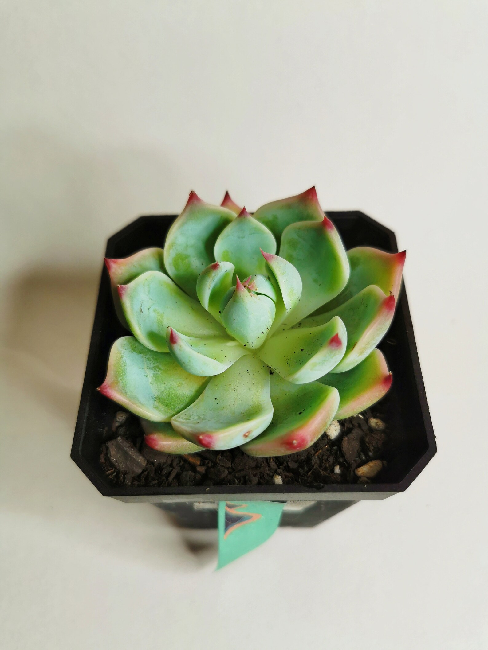 Curriculum vitae format in word image