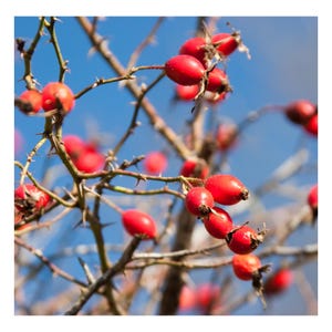 May include: A close-up of a thorny branch with bright red rose hips against a blue sky.