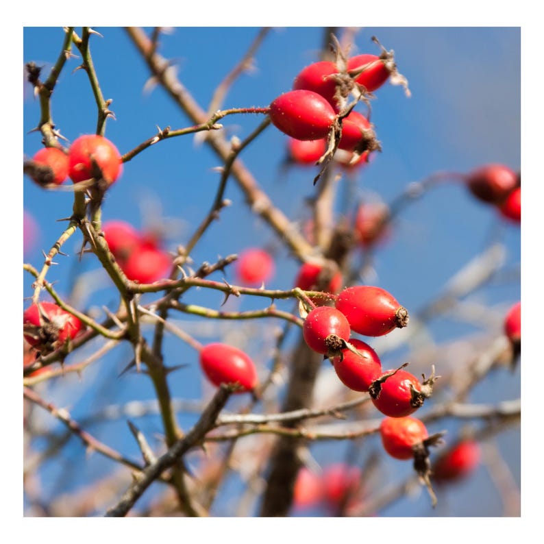 May include: A close-up of a thorny branch with bright red rose hips against a blue sky.