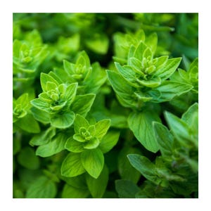May include: Close-up of vibrant green oregano leaves, showing the intricate details of the plant's foliage.