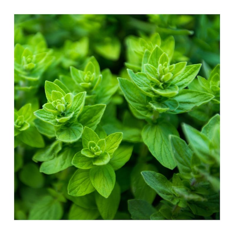 May include: Close-up of vibrant green oregano leaves, showing the intricate details of the plant's foliage.