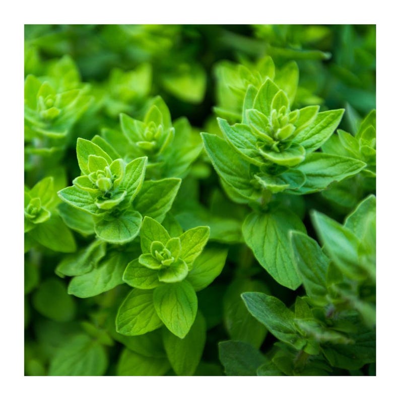 May include: A cluster of fresh oregano leaves featuring a vibrant green color and a textured, slightly fuzzy surface. The small, oval-shaped leaves grow in dense, layered patterns along the stems, creating a lush and compact botanical display.