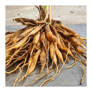May include: A close-up of a cluster of light brown plant roots. The roots are thick and fleshy, and they are arranged in a tangled mass.