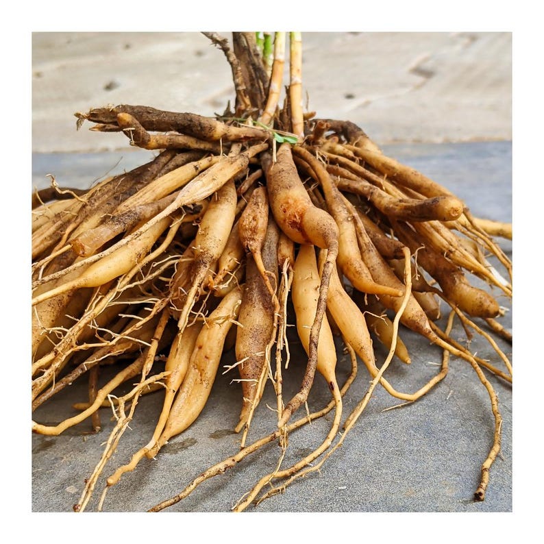 May include: A close-up of a cluster of light brown plant roots. The roots are thick and fleshy, and they are arranged in a tangled mass.