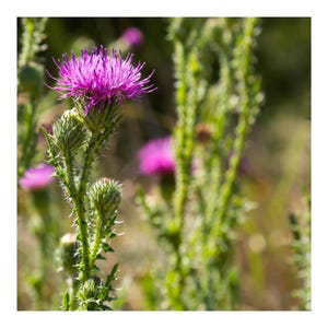 May include: A close-up of a pink thistle flower with green stems and leaves. The flower is in focus, while the background is blurred.