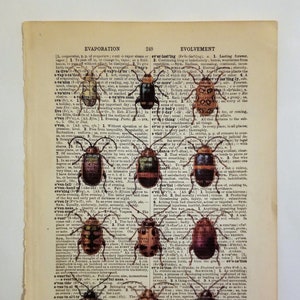 Könnte beinhalten: Eine Vintage-Wörterbuchseite mit bunten Käferillustrationen, die über den Text gelegt wurden. Die Käfer sind in verschiedenen Rot-, Orange-, Gelb-, Grün-, Blau- und Schwarztönen gehalten. Der Text auf der Seite enthält Wörter wie "Verdunstung", "ewig", "Evolution" und "Beweis".
