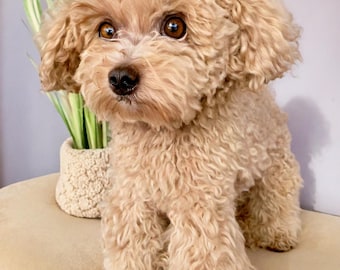 Poodle Crochet Pattern: Amigurumi Dog Puppy (PDF Pattern)