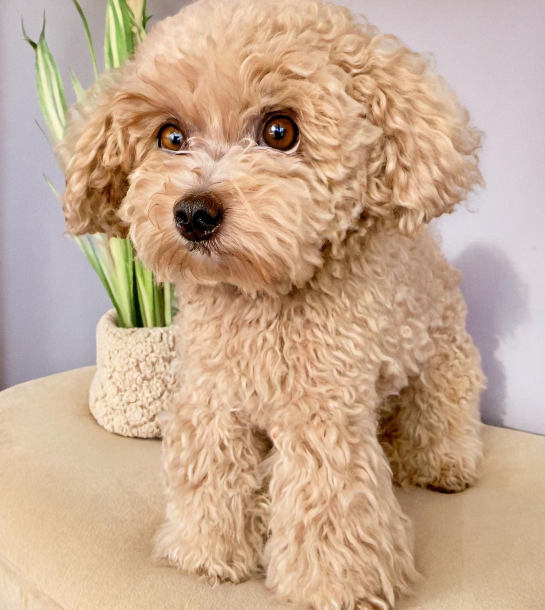 36 Poodle Crochet Patterns to Stitch Adorable Dogs, Toys, and Textured Amigurumi 2 Poodle Crochet Pattern: Amigurumi Dog Puppy