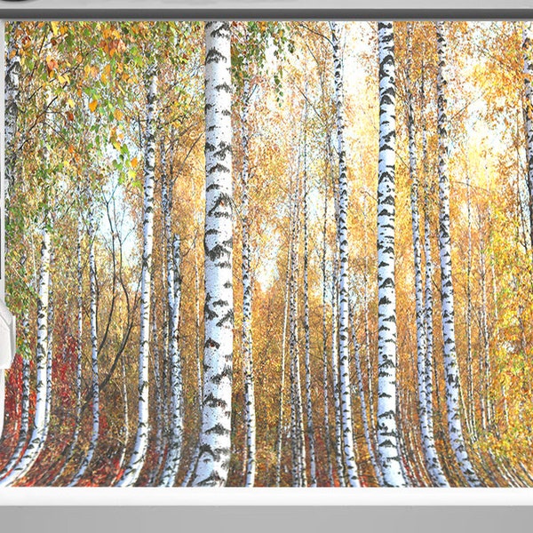 Designgoodshop1 Birch aspen tree fall autumn landscape scenic backdrop party Photography studio background