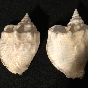 May include: Two large, white seashells with a pointed, spiral top. The shells have a smooth, textured surface and are a light cream colour.