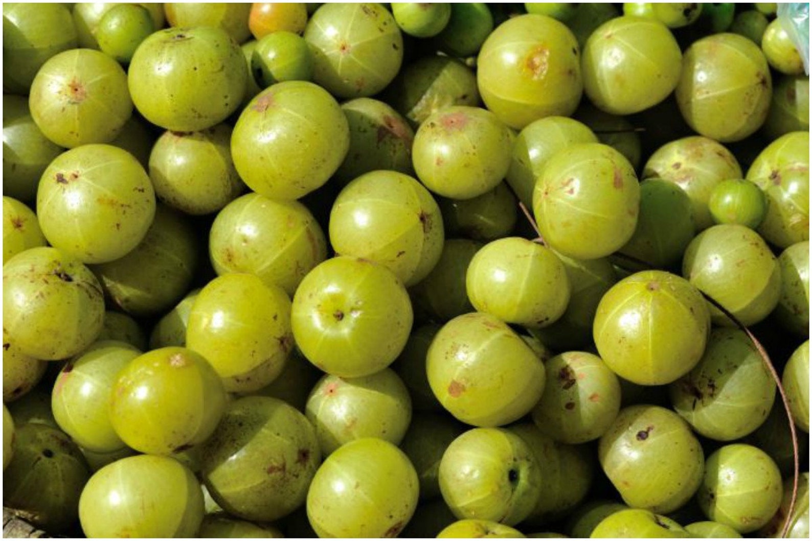 Amla Dry Phyllanthus Emblica Indian Gooseberry Dried | Etsy