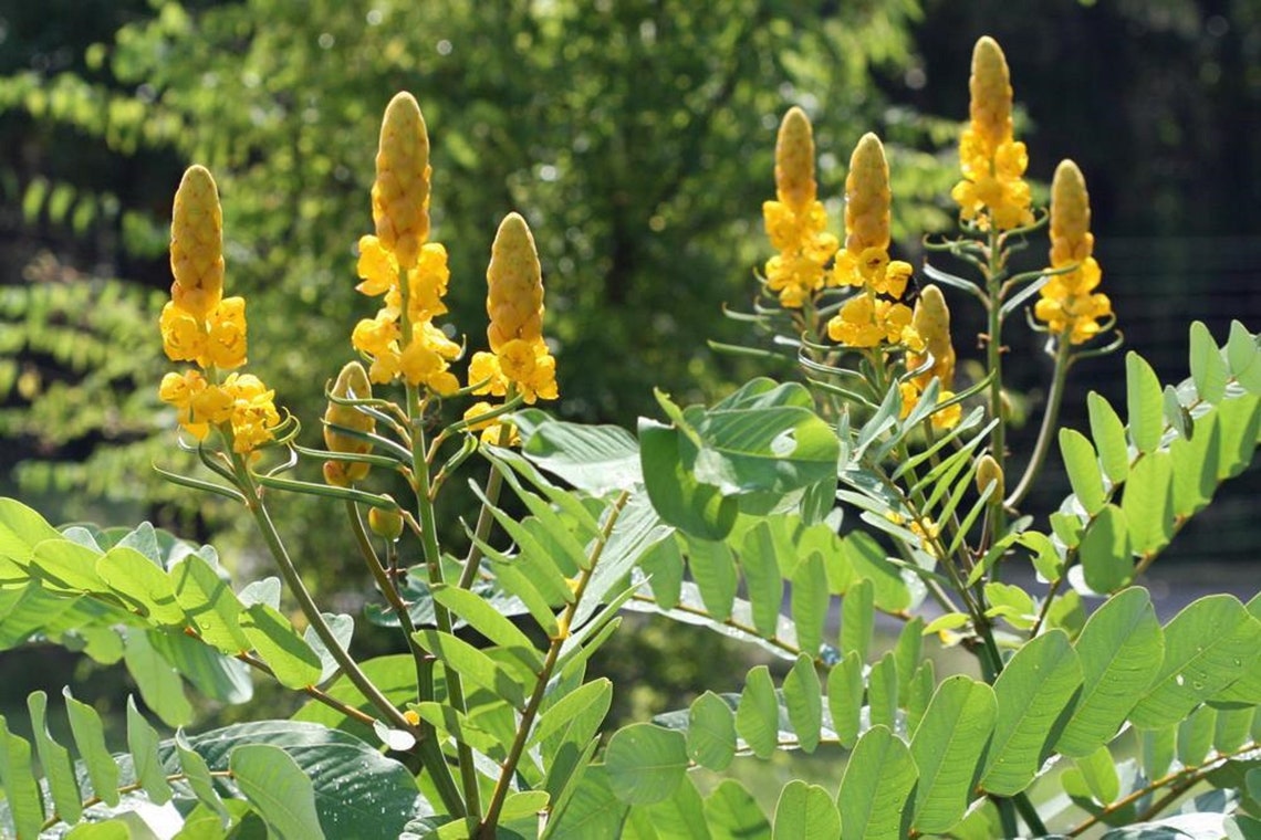 Candlestick Cassia Senna alata Medicinal seed candelabra Etsy