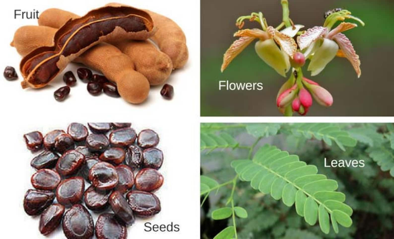 Fresh organic tamarind seed imali seed tamarindus indica  etsy