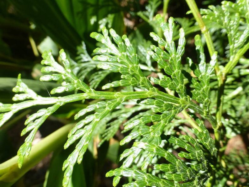 Pure Taiwan Incense Cedar Essential Oil. 5 Ml. Etsy