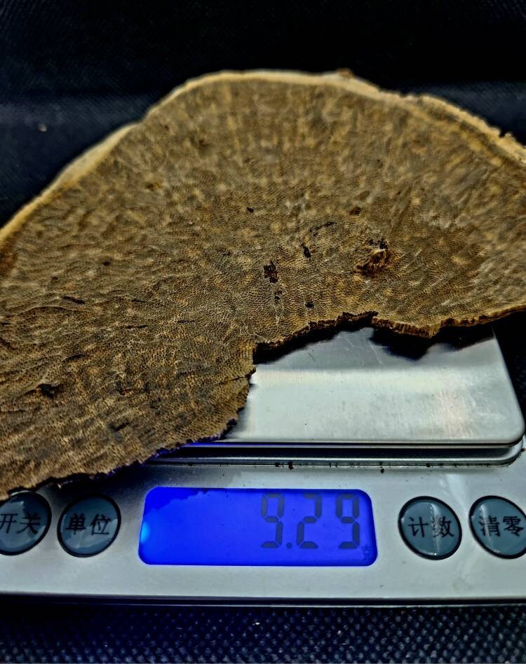 Wild Vintage Agarwood Chips From Hainan Bantou from Stump Etsy