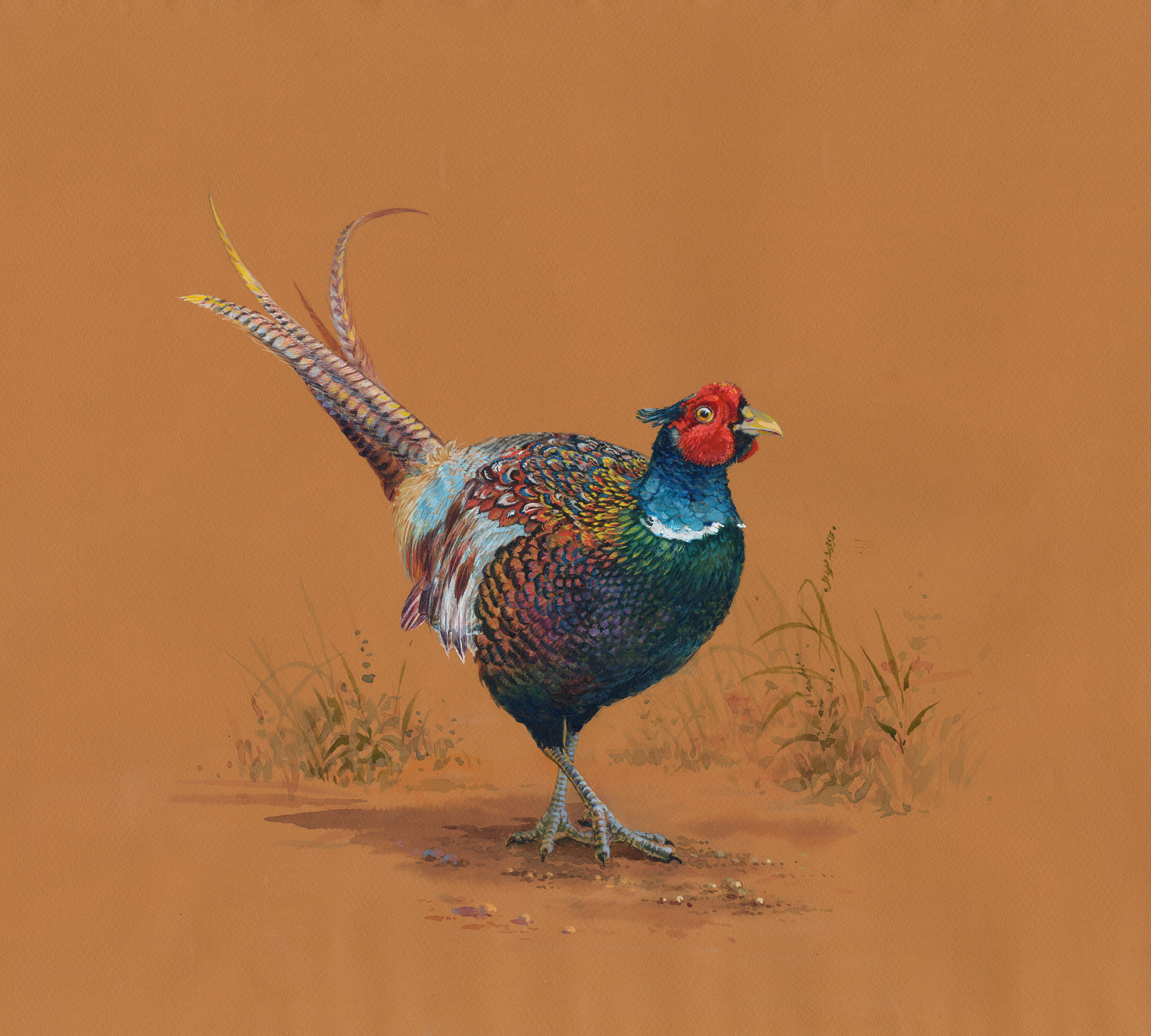 Original Pheasant Watercolor Painting: Rustic Farmhouse Wall Art