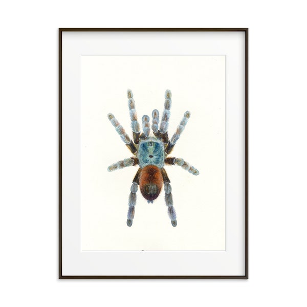 Tarantula Spider Art print from an original watercolor painting. Spider illustration. Large Wall art. Insects art print. Beetles wall decor