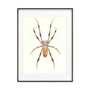 Golden Silk Orbweaver Spider Watercolor Art Print