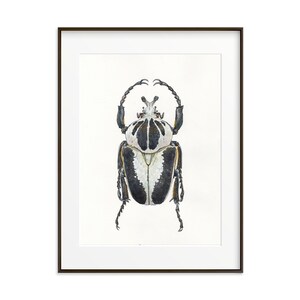 Beetle Wall Art. Giclee Print. Watercolor Bug. Insect illustration. Insect home decor. Beetle art work. Beetle Art print