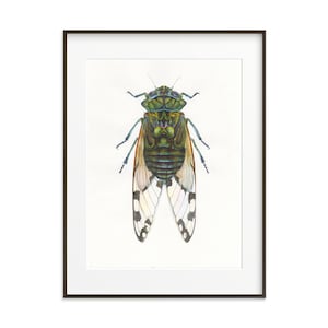 Cicada Art Print: Watercolor Insect Illustration, Colorful Bug Decor