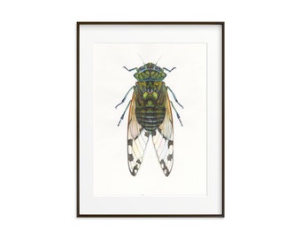 Cicada Art Print. Watercolor painting Large Insect Wall Decor. Insect illustration. Insect home decor. Colorful Bug Art Print. Beetle art