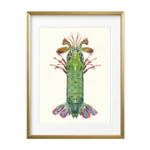 Mantis Shrimp Watercolor Giclee Print.  Sea life Wall Decor. Nautical home decor. Nautical wall art. Sea creature art. Ocean decor