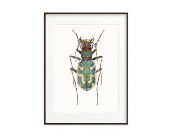 Cicindela Beetle Art Print: Large Watercolor Insect Illustration