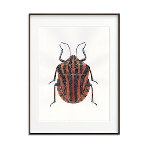 Streifenkäfer Kunstdruck: Aquarell Insekt Illustration