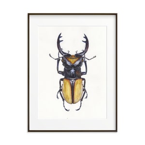 Odontolabis Spectabilis Käfer Kunstdruck: Aquarell Insekt Illustration