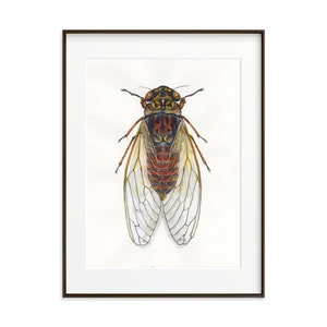 Cicada Art Print: Watercolor Insect Illustration, Large Wall Decor