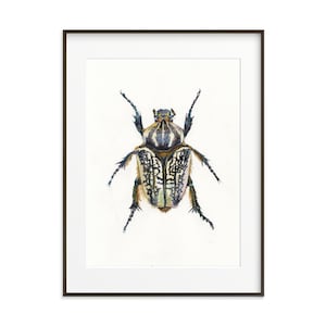Goliath Käfer Kunstdruck: Aquarell Insekt Illustration