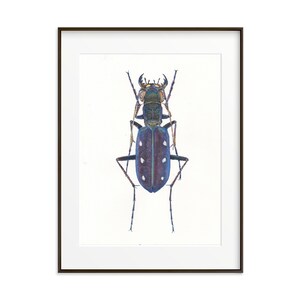 Beetles Print. Watercolor Beetle. Insect Wall Decor Insect illustration Boys room decor. Colorful Bug Art Print Beetle art work Insect print