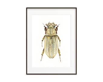 Beetle Art Print: Watercolor Insect Illustration, Large Wall Decor