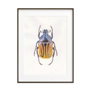 Beetle Wall Decor. Watercolor Giclee Print.  Bug art print. Insect Wall Decor. Insect home decor. Beetle art work. Beetle Art print. Bug art