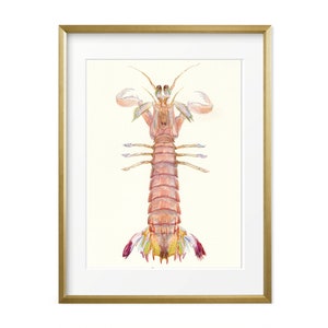 Mantis Shrimp Art. Watercolor Giclee Print.  Sea life Wall Decor. Nautical home decor. Nautical wall art. Sea creature art. Ocean decor