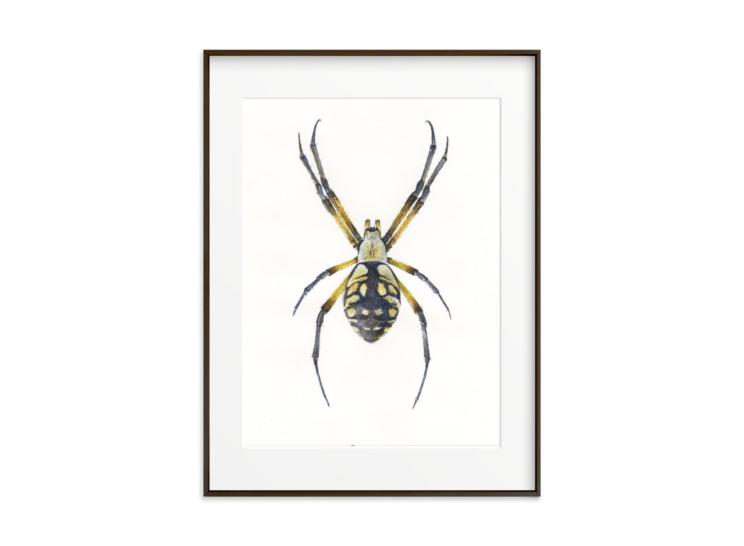 Spider Art Print. Watercolor Spider. Insect Wall Decor Insect ...