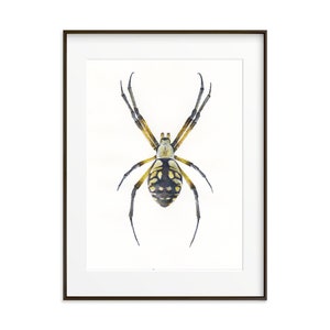 Garden Spider Watercolor Art Print: Insect Illustration