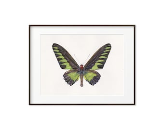 Rajah Brooke's Birdwing Schmetterling Aquarell Kunstdruck