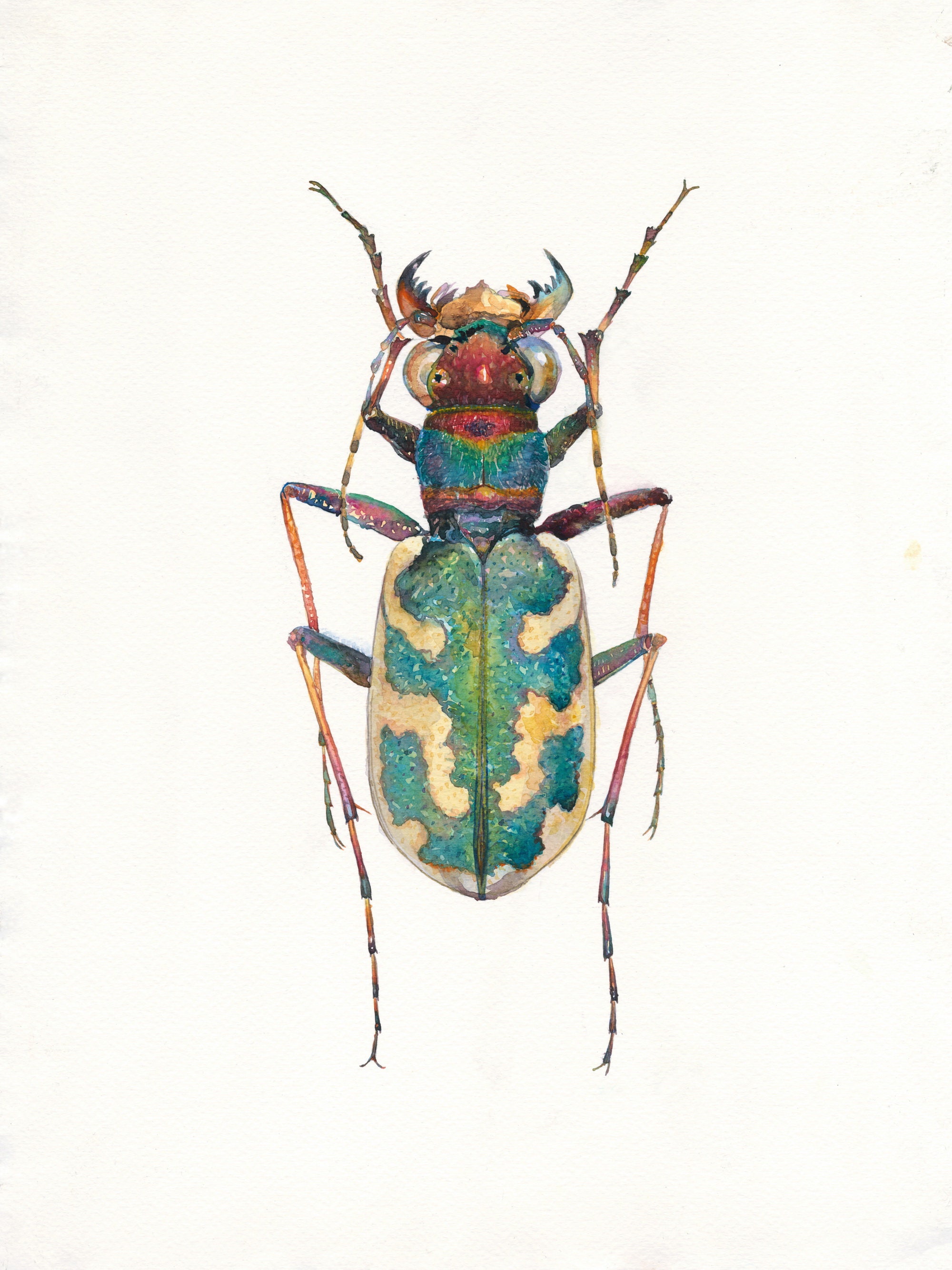 Beetles Art Prints Set van 6. Aquarel Bugs. Insecten Wall - Etsy Nederland