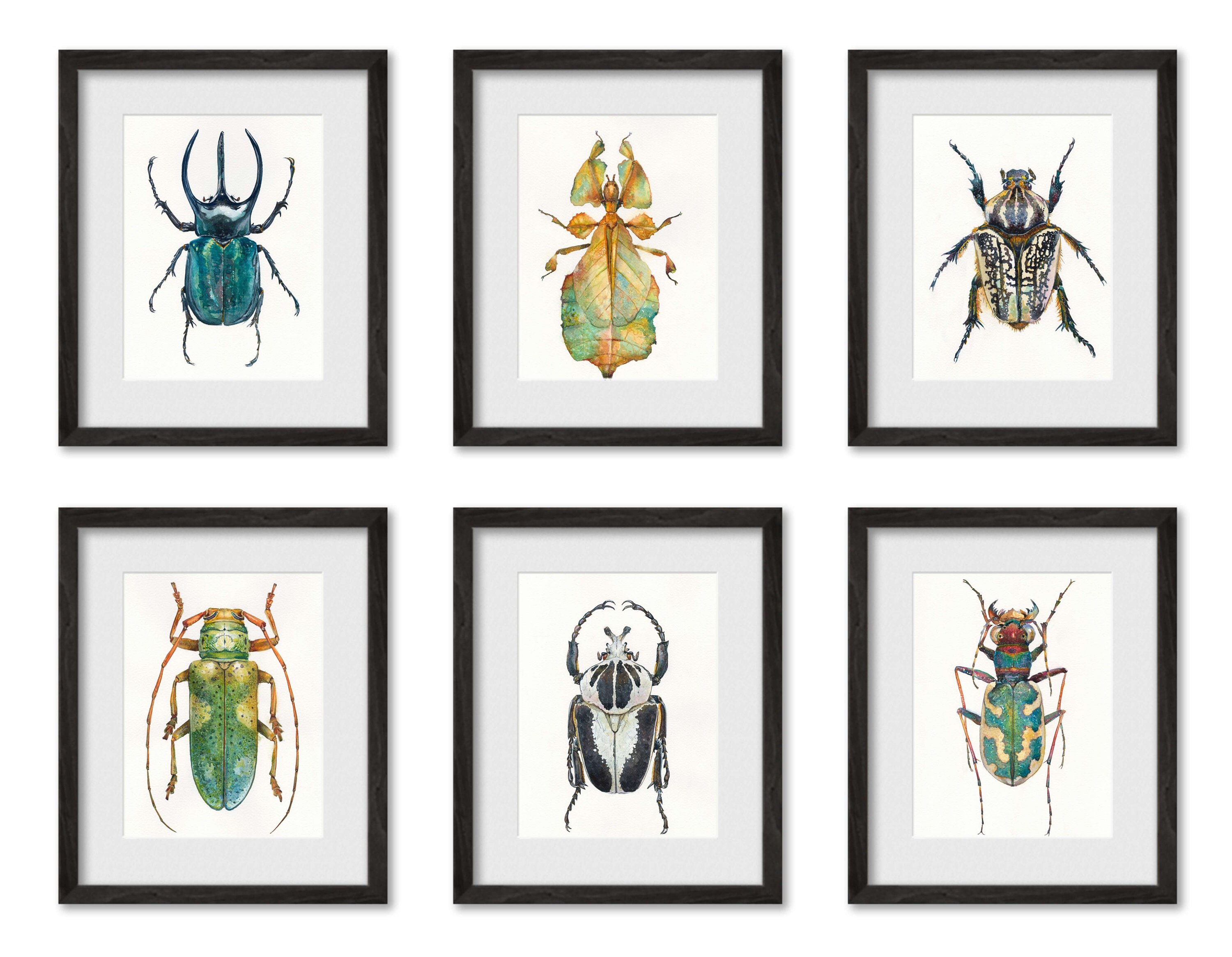 Beetles Art Prints Set Van 6 Aquarel Bugs Insecten Wall Etsy Nederland Beetles Art Prints Set Van 6 Aquarel Bugs Insecten Wall Etsy Nederland