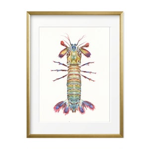 Mantis Shrimp Wall Art. Watercolor Giclee Print.  Sea life Wall Decor. Nautical home decor. Nautical wall art. Sea creature art. Ocean decor