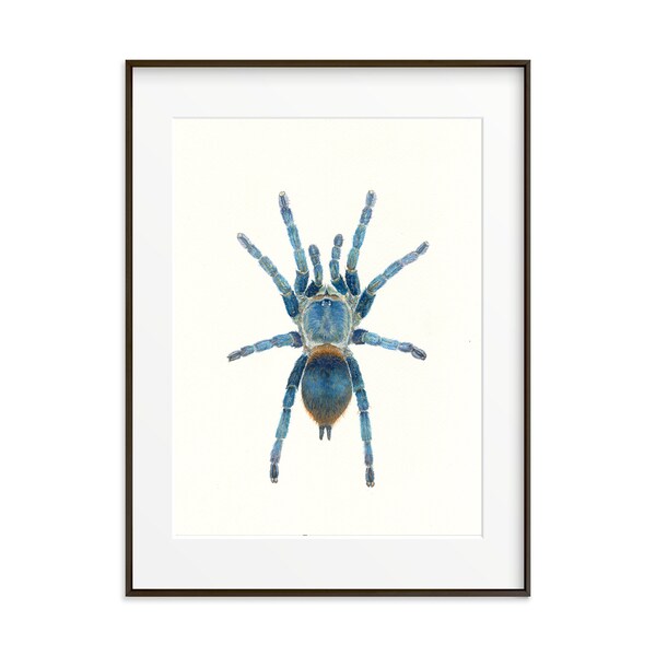 Tarantula Spider Art print from an original watercolor painting. Spider illustration. Large Wall art. Insects art print. Beetles wall decor